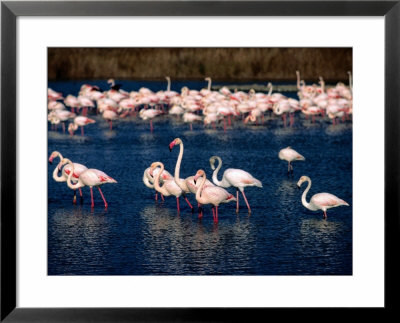 Flock Of Pink Flamingoes, Camargue, France by Jean-Bernard Carillet Pricing Limited Edition Print image