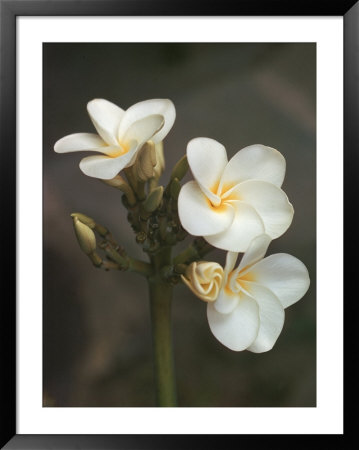 Hawaiian Flora: Plumeria Blossoms by Eliot Elisofon Pricing Limited Edition Print image