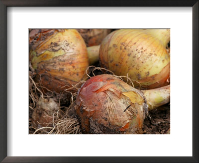 Onion Centurion (Onion Sets), Round Golden Vegetables With Roots And Placed On The Ground by Susie Mccaffrey Pricing Limited Edition Print image