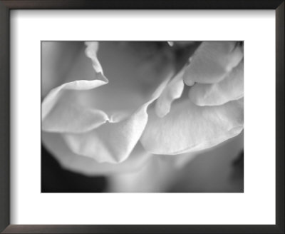 Petal Closeup I by Nicole Katano Pricing Limited Edition Print image