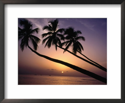 Coconut Trees At Sunset, Mullins Bay, Barbados by Holger Leue Pricing Limited Edition Print image