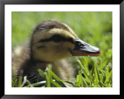 A Duckling Resting In Green Grass by Wolcott Henry Pricing Limited Edition Print image