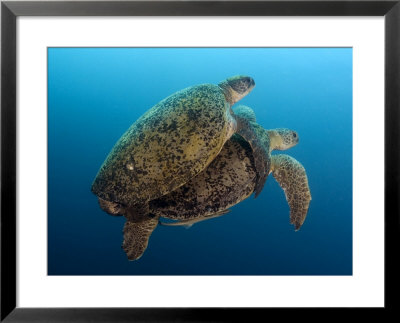 Green Sea Turtle, Pair Mating, Malaysia by David B. Fleetham Pricing Limited Edition Print image