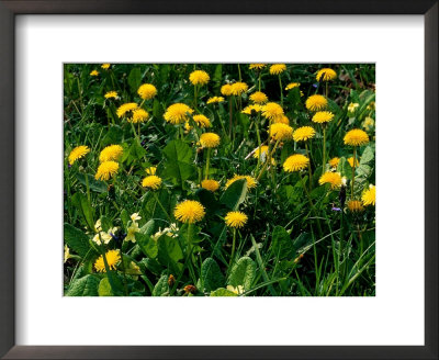 Taraxacum Officianale (Dandelion) by Mark Bolton Pricing Limited Edition Print image