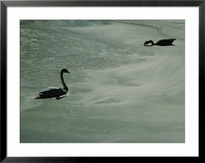 A Pair Of Swans Swim And Search For Food In A Algae-Filled Pond by Brian Gordon Green Pricing Limited Edition Print image