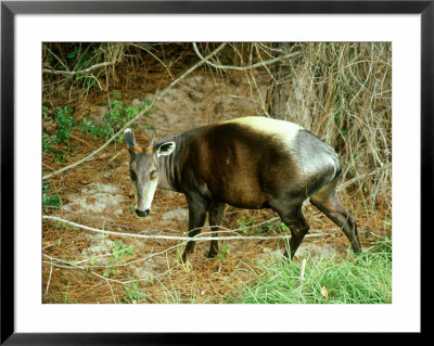 Yellow Duiker, Africa by James H. Robinson Pricing Limited Edition Print image