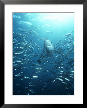 Blue Shark, With Schooling Jack Mackerel by Richard Herrmann Pricing Limited Edition Print image