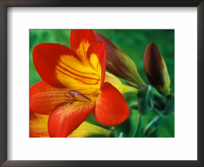Freesia (Figaro), Close-Up Of Orange And Yellow Flowers by Chris Burrows Pricing Limited Edition Print image