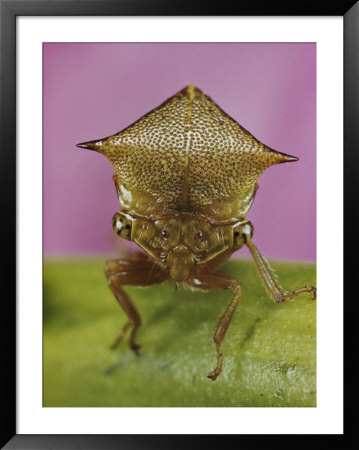 Close View Of A Treehopper by Paul Zahl Pricing Limited Edition Print image