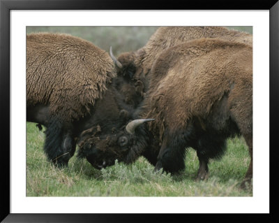 American Bison Spar During The Summer Mating Season by Norbert Rosing Pricing Limited Edition Print image
