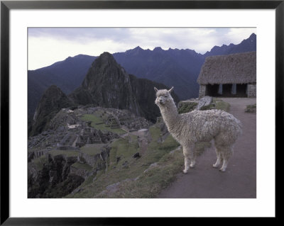 Llama By Guard House, Ruins, Machu Picchu, Peru by Claudia Adams Pricing Limited Edition Print image