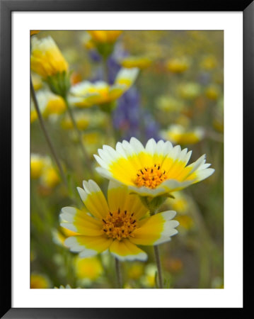 Tiddy Tips And Lupine, Shell Creek, California, Usa by Terry Eggers Pricing Limited Edition Print image