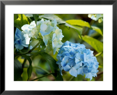 Hydrangea Macrophylla (Mophead Hydrangea), Close-Up Of Blue Flowers by Susie Mccaffrey Pricing Limited Edition Print image