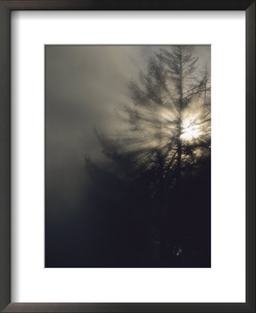 Sunlight Shines Through The Branches Of An Evergreen In Morning Fog by Tom Murphy Pricing Limited Edition Print image