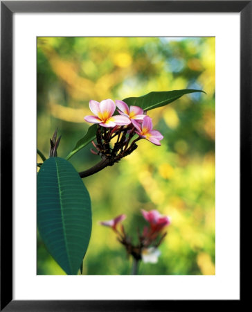 Frangipani by Jason Ingram Pricing Limited Edition Print image