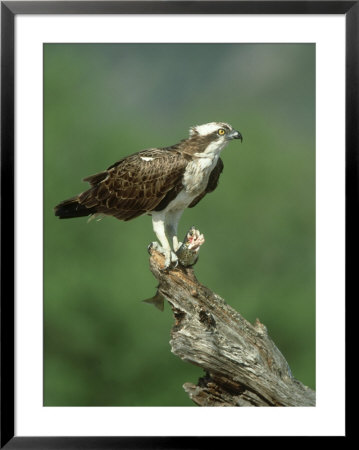 Osprey, Pandion Haliaetus Male On Branch With Fish Scotland, Uk by Mark Hamblin Pricing Limited Edition Print image