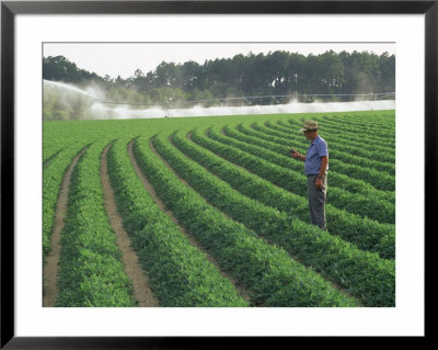 Farmer Using Radio In Peanut Field by Inga Spence Pricing Limited Edition Print image