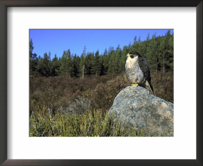 Peregrine Falcon, Adult Male On Rock Showing Moorland Habitat, Scotland by Mark Hamblin Pricing Limited Edition Print image