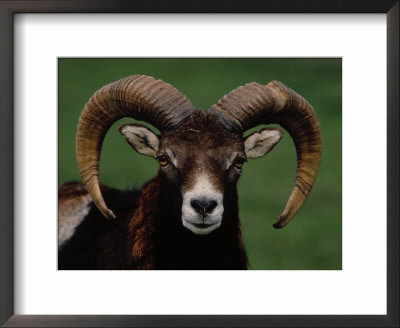 Barbary Sheep, North Africa by Stuart Westmoreland Pricing Limited Edition Print image