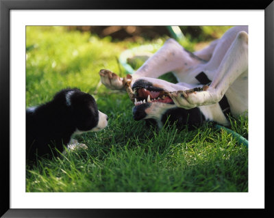 Border Collie Puppy And Dog by Peggy Koyle Pricing Limited Edition Print image