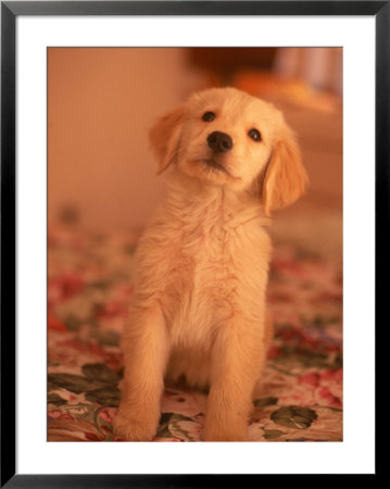 Golden Retriever Puppy Posing On Bedspread by Rudi Von Briel Pricing Limited Edition Print image