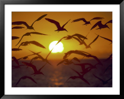 Sunset And Seagulls On Green Key, Port Richey by Dennis Macdonald Pricing Limited Edition Print image