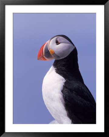 Common Puffin, Fratercula Arctica, Canada by Ralph Reinhold Pricing Limited Edition Print image