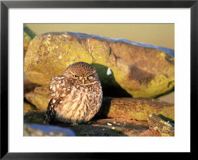 Little Owl, Spain by Olaf Broders Pricing Limited Edition Print image