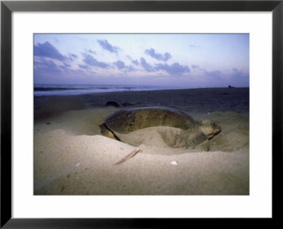 Pacific Ridley Sea Turtle, Digging, Mexico by Patricio Robles Gil Pricing Limited Edition Print image