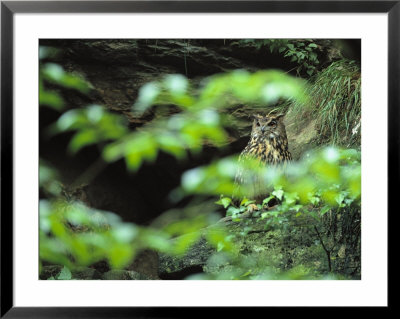 Owl In Woodland, Sachsische Schweiz National Park, Germany by Norbert Rosing Pricing Limited Edition Print image