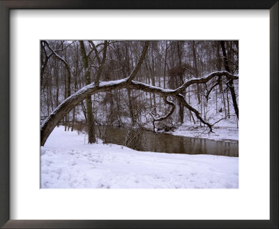 A Curved Tree Frames Rock Creek During A Winter Snow Storm by Stephen St. John Pricing Limited Edition Print image