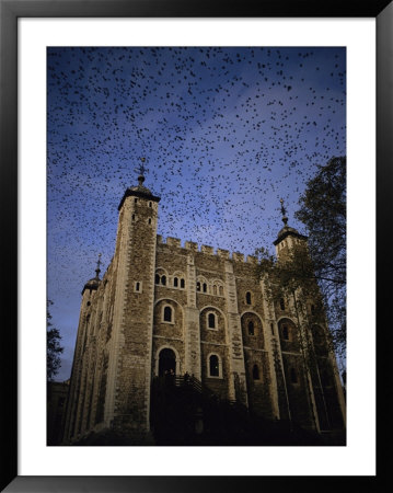 A Flock Of Starlings In Flight Over The Tower Of Londons White Tower by Jonathan Blair Pricing Limited Edition Print image