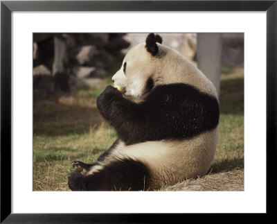 Panda Bear Sitting And Eating, Tianjin, China by Todd Gipstein Pricing Limited Edition Print image