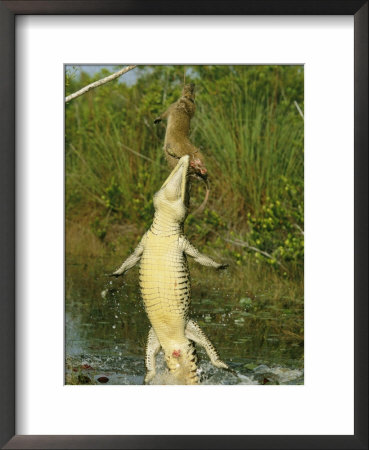 A Cuban Crocodile Leaps From Water To Grab A Hutia Set Out As Bait by Steve Winter Pricing Limited Edition Print image