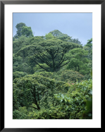 Rain Forest, Costa Rica by James P. Blair Pricing Limited Edition Print image