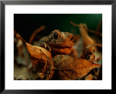 A Toad Looks Out From Behind A Clump Of Leaves by Joel Sartore Pricing Limited Edition Print image