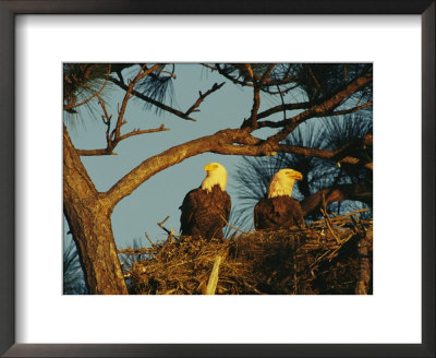 Pair Of Bald Eagles Perch In Their Treetop Nest by Klaus Nigge Pricing Limited Edition Print image