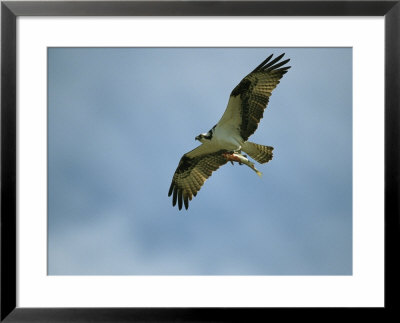 Osprey Carrying A Fish Back To Its Nest by Klaus Nigge Pricing Limited Edition Print image