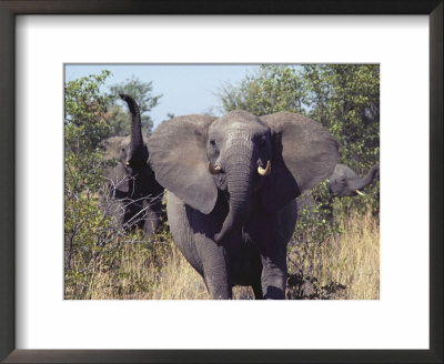African Elephants Charging Towards The Photographer by Nicole Duplaix Pricing Limited Edition Print image