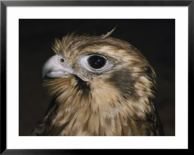 A Close View Of A Brown Falcon by Jason Edwards Pricing Limited Edition Print image