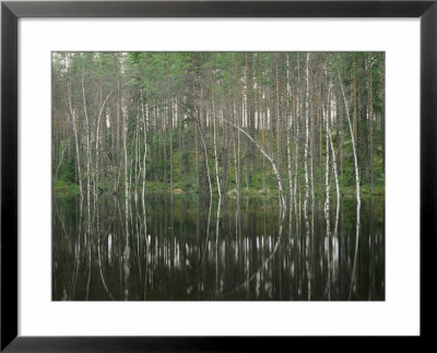 High Water In A Forest Of Evergreens And Birches by Mattias Klum Pricing Limited Edition Print image