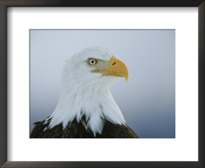 A Portrait Of An American Bald Eagle by Klaus Nigge Pricing Limited Edition Print image