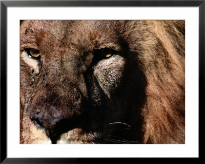 Portrait Of A Male African Lion by Chris Johns Pricing Limited Edition Print image