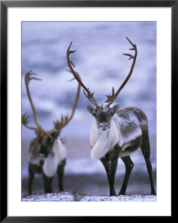 Barren-Ground Caribou by Paul Nicklen Pricing Limited Edition Print image