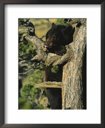 An American Black Bear Licks Ants Off A Tree Limb by Norbert Rosing Pricing Limited Edition Print image
