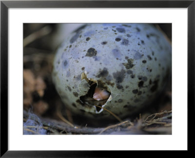 Close View Of Glaucous-Winged Gull Egg Hatching by Joel Sartore Pricing Limited Edition Print image