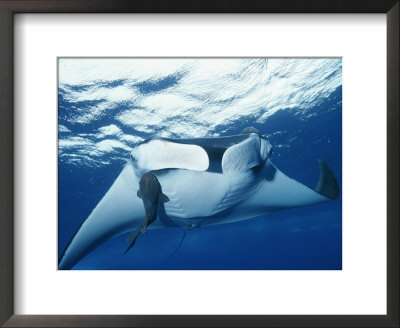A Pair Of Remoras Hitch A Ride On A Manta Ray, Manta Birostris by Brian J. Skerry Pricing Limited Edition Print image