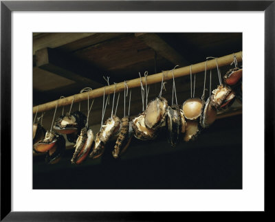 Abalone Hanging From A Rack by Luis Marden Pricing Limited Edition Print image