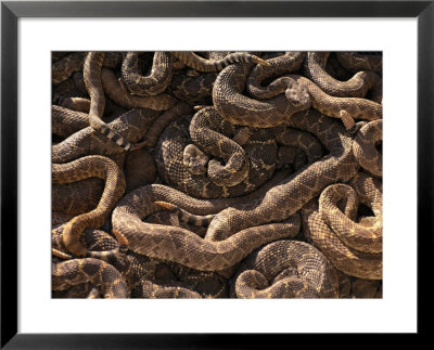A Mass Of Live Diamondback Rattlesnakes by Joel Sartore Pricing Limited Edition Print image