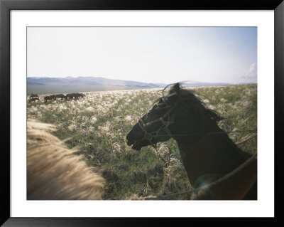 Horses Graze On A Tuvan Steppe As Unseen Horsemen Watch From Mounts by Sisse Brimberg Pricing Limited Edition Print image